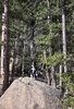 Two black and white border collies standing on a large rock surrounded by tall pine trees in a forest