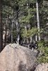 Two black and white border collies standing on a large rock surrounded by tall pine trees in a forested area
