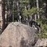 Two black and white border collies standing and exploring on a large rock in a forested area with pine trees and bushes