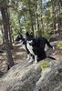 Two black and white border collies sitting on a large rock in a forest with tall pine trees and sunlight filtering through