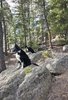 Two black and white border collies sitting on large rocks among pine and fir trees in a forested area