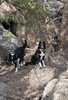 Two black and white border collies among rocks and dry pine needles with pine branches overhead