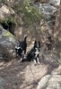 Two black and white border collies among pine needles and rocks in a shaded forest area with sunlight filtering through the trees