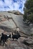 Man wearing a hat and light jacket standing among large rocky boulders with two black and white border collies near him under a partly cloudy sky