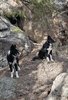 Two black and white border collies standing and sitting among rocks, pine needles, and shrubs in a forested area with sunlight filtering through the trees
