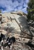 Two black and white border collies standing in front of large rock formations with pine trees and a partly cloudy blue sky overhead