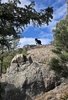 black and white border collie standing on top of a large rock surrounded by pine trees under a blue sky with scattered clouds