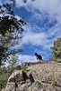 black and white border collie standing on a large rocky outcrop surrounded by pine and other trees under a partly cloudy blue sky