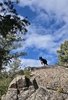 Black and white dog standing on a large rock overlooking a wooded area under a partly cloudy blue sky