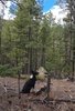 black and white dog sitting alert in a forest clearing surrounded by pine trees and scattered branches on the ground