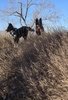 Two black and white border collies standing alert in tall dry grass under a clear blue sky with a leafless tree in the background