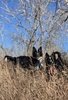 Two border collies standing alert in tall dry grass in front of a leafless tree under a clear blue sky
