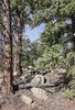 Pine and fir trees with rough bark growing on a rocky forest floor under a partly cloudy blue sky