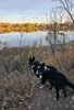Two black and white border collies standing on a rocky, leaf-covered trail overlooking a calm river reflecting trees with autumn foliage under a clear sky