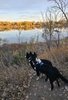 Two black and white dogs standing on a dirt path looking out over a calm river reflecting autumn trees under a cloudy sky