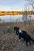Two black and white border collies standing on a dirt path overlooking a calm river with golden trees along the opposite bank under a pale sky