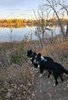 Two black and white border collies standing on a dirt path overlooking a calm river with golden and green trees along the far bank during autumn