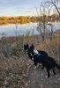 Two black and white border collies standing on a dirt path, looking out over a calm river with autumn-colored trees on the far bank