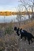 Two black and white border collies standing on a natural dirt trail looking out over a calm river surrounded by autumn trees with golden and green leaves
