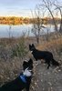 Two black and white border collies standing on a dirt path overlooking a calm river with fall foliage reflected in the water