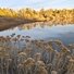 Dry wildflowers in the foreground with a calm river reflecting golden autumn trees under a soft blue sky