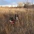 Two black and white dogs standing in tall dry grass in a field with leafless trees in the background under a cloudy sky