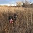 Two black and white dogs with pointed ears standing together in tall dry grass under a clear sky
