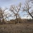 Dry grassy field with leafless tall trees under a partly cloudy sky, with a small dark dog lying in the grass near the right side
