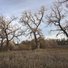 Leafless trees with twisted branches standing in a field of tall, dry grass under a cloudy sky in late autumn