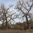 Tall leafless trees with intricate branches over dry grass and shrubs under a cloudy sky
