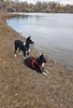 Two black and white border collies, one standing and one lying down, by the edge of a calm river with dry grass and shrubs along the bank