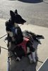 Two black and white border collies resting on a sunlit concrete sidewalk, one sitting and the other lying down, both wearing harnesses