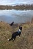 Two black and white border collies near the edge of a calm river surrounded by tall dry grass with leafless trees and a cloudy sky reflected in the water