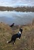 Two black and white border collies near the calm water of a river or lake, surrounded by dry grass and bare trees under a cloudy sky