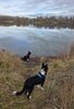 Two black and white border collies near the edge of a calm river with dry grass and bare trees reflected on the water under a cloudy sky
