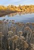 Dry wildflowers in the foreground with a calm river reflecting golden autumn trees under a partly cloudy sky