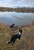 Two black and white border collies standing near a calm riverbank with dry grass and trees reflected in the water under a cloudy sky