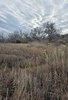 Tall dry grass and wildflowers in a field with leafless trees under a cloudy sky