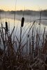Tall brown cattail plants and dry grasses silhouetted against a calm lake with morning mist and a pale sky at dawn