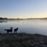 Two black and white dogs standing on the edge of a calm lake with mist rising from the water at sunrise, surrounded by bare trees in the distance