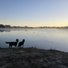 Two border collies standing on a riverbank watching a duck swimming in calm water with mist rising and trees in the distance under a clear early morning sky
