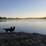 Two border collies standing at the edge of a calm lake with a misty surface, trees in the distance under a clear sky at dawn or dusk