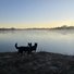Two black and white dogs standing on a frosty riverbank looking out over a calm river with morning mist and a clear sky at sunrise