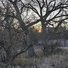 Sunset glowing softly through bare tree branches over a dry grassy field in late autumn or early winter