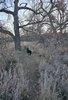 Two black and white border collies walking ahead on a narrow dirt path surrounded by dry grass and leafless trees in a late autumn or early winter landscape