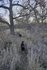 Two black and white dogs walking along a narrow dirt trail through tall dry grass and leafless trees in a natural area during late autumn or early winter