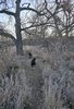 Two black and white border collies walking along a narrow dirt path through dry grass and leafless trees in a late autumn or early winter setting