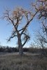 Tall leafless tree with textured bark standing in a field of dry grass beneath a clear blue sky