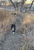 Two black and white dogs walking along a narrow dirt path through tall dry grass and leafless trees