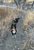Two black and white dogs standing on a narrow dirt path surrounded by dry grass and leafless trees in a late autumn or early winter setting